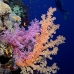 coral_soft_dae_ni_v_0358_egy2371.jpg